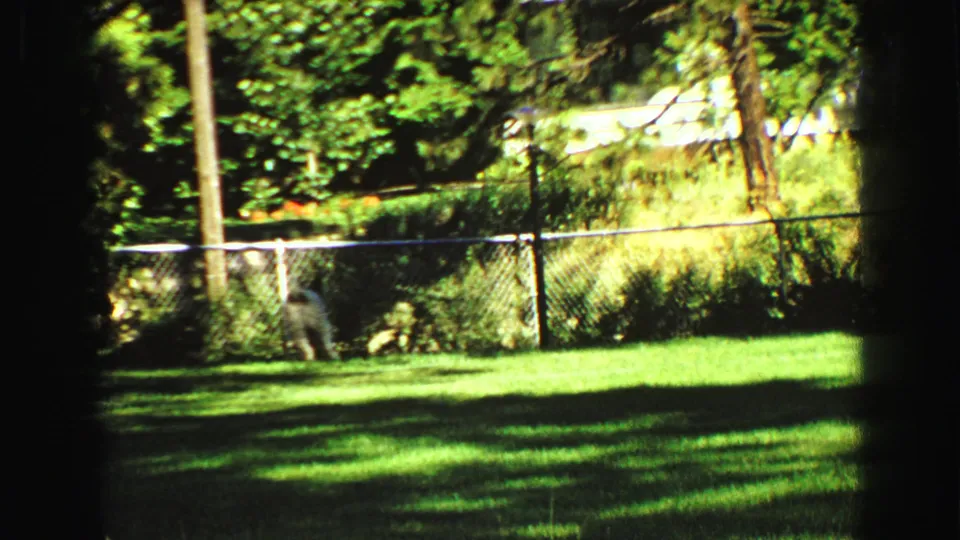 1968 Vancouver home-movie frame showing the small dog near a chain-link fence, with trees and a station wagon in the background.
