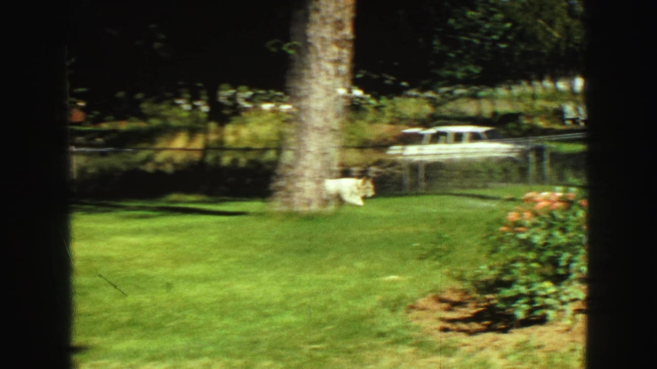 1968 Vancouver backyard frame with a small dog crossing the grass near a large tree, fence, and planted garden edge.