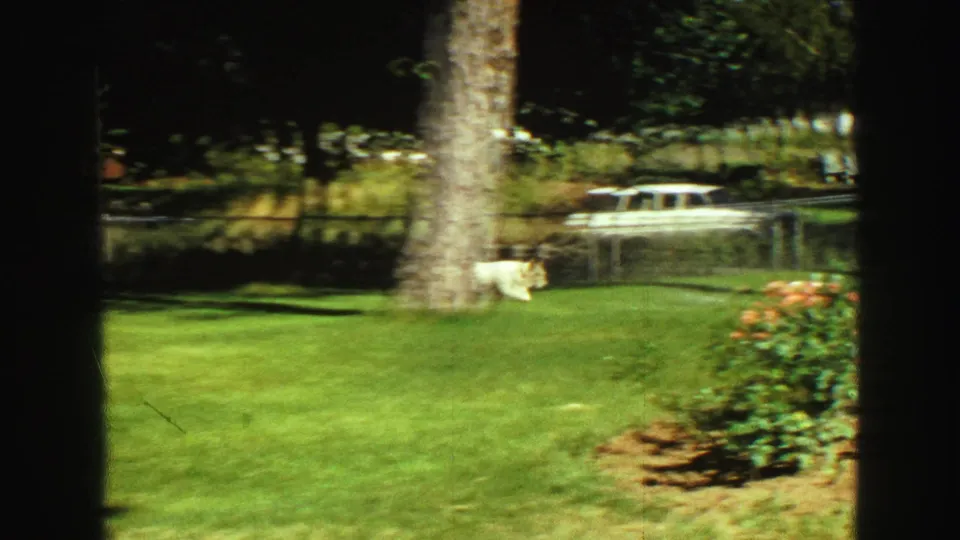 1968 Vancouver backyard frame with a small dog crossing the grass near a large tree, fence, and planted garden edge.