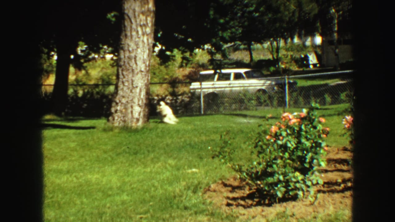 Backyard lawn with rose bushes, trees, chain-link fence, white dog, and station wagon beyond the fence.
