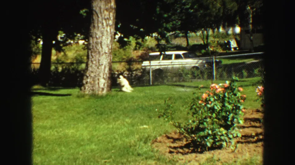 1968 Vancouver backyard scene with a white dog on grass, rose bushes, mature trees, chain-link fence, and a white station wagon in the background.