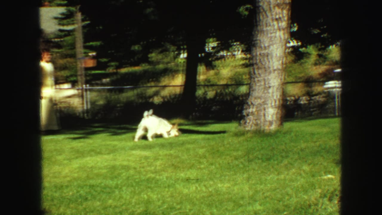 1968 Vancouver home-movie frame showing a woman in a pale dress near the fence as a white dog crosses the sunlit backyard lawn.