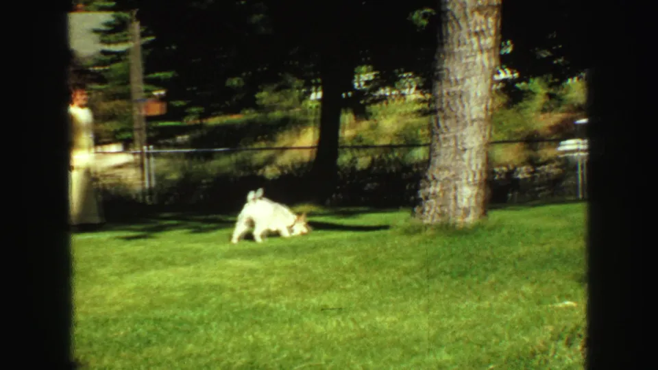 1968 Vancouver home-movie frame showing a woman in a pale dress near the fence as a white dog crosses the sunlit backyard lawn.