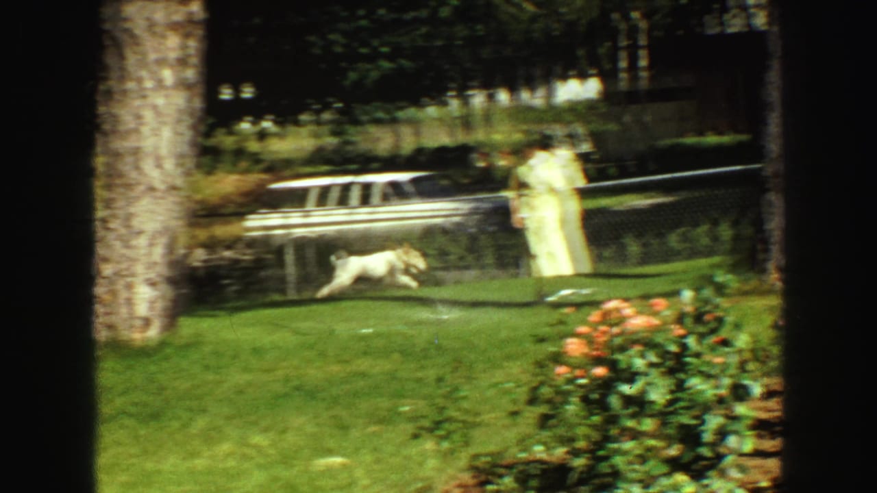 1968 Vancouver backyard frame with a white dog running across the grass as a woman in a pale dress stands near the garden fence.