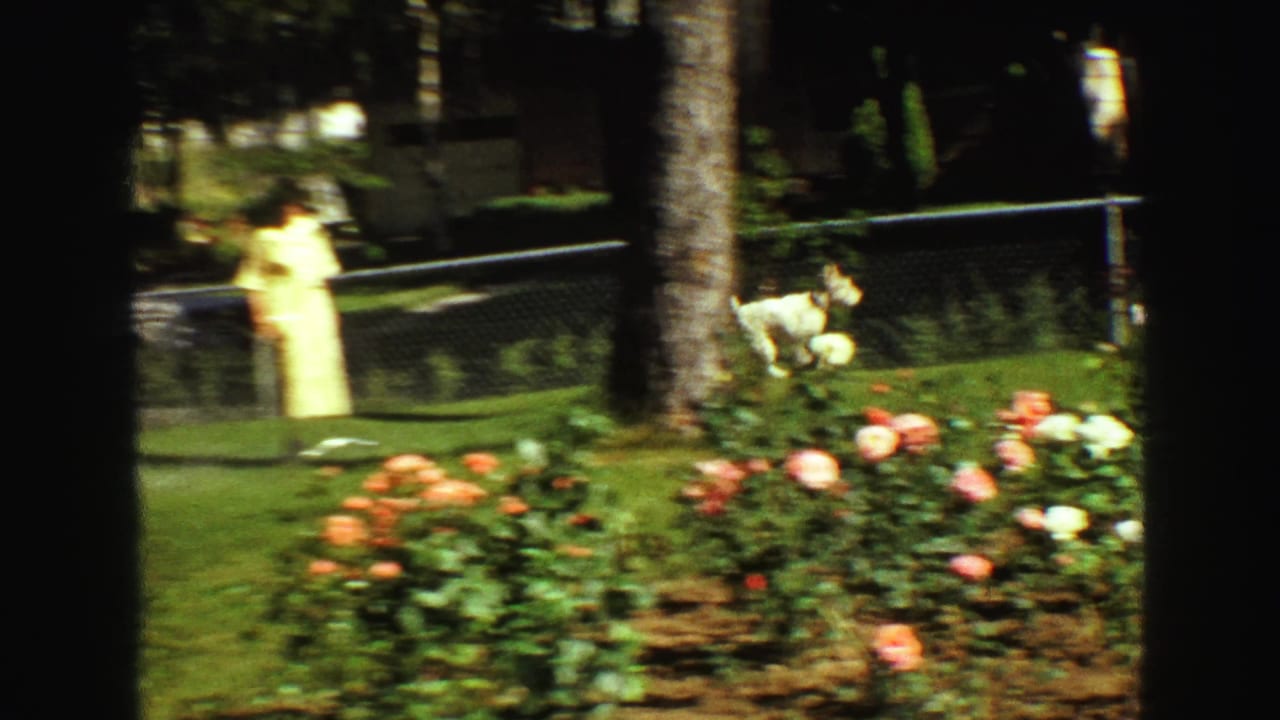 In 1968 Vancouver home-movie footage, a small white dog runs across a lawn while a person in a pale dress stands near a fence and parked car.