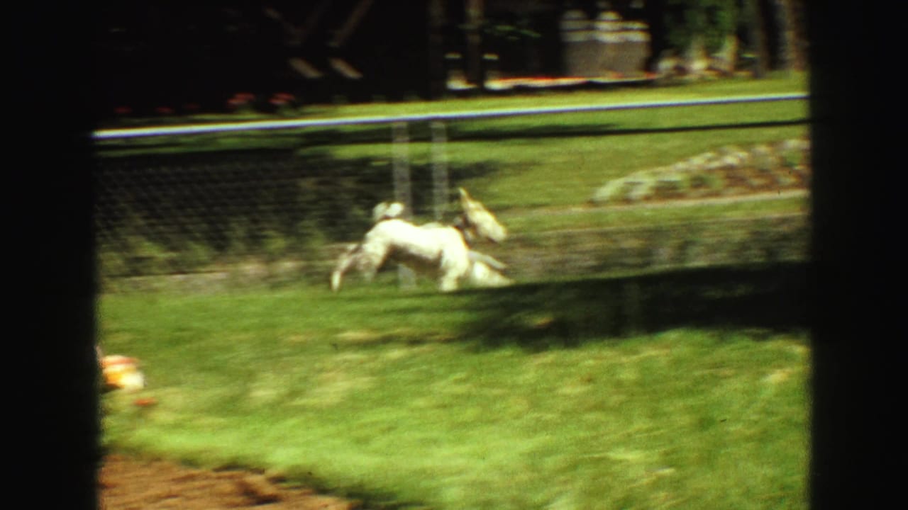 Small white dog runs along the grass beside a chain-link fence in bright sun.