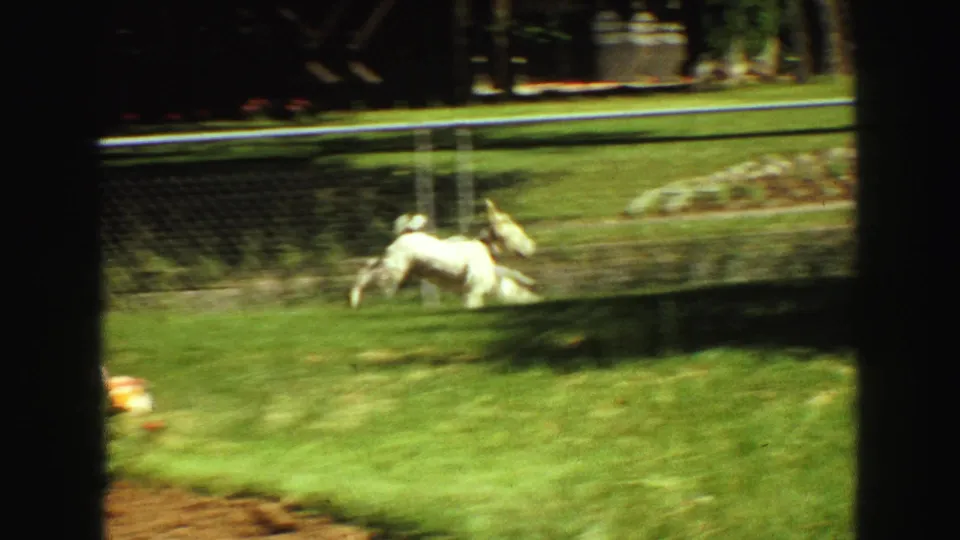 A small white dog moves quickly across a sunny Vancouver lawn, with chain-link fencing and a residential yard visible behind it.