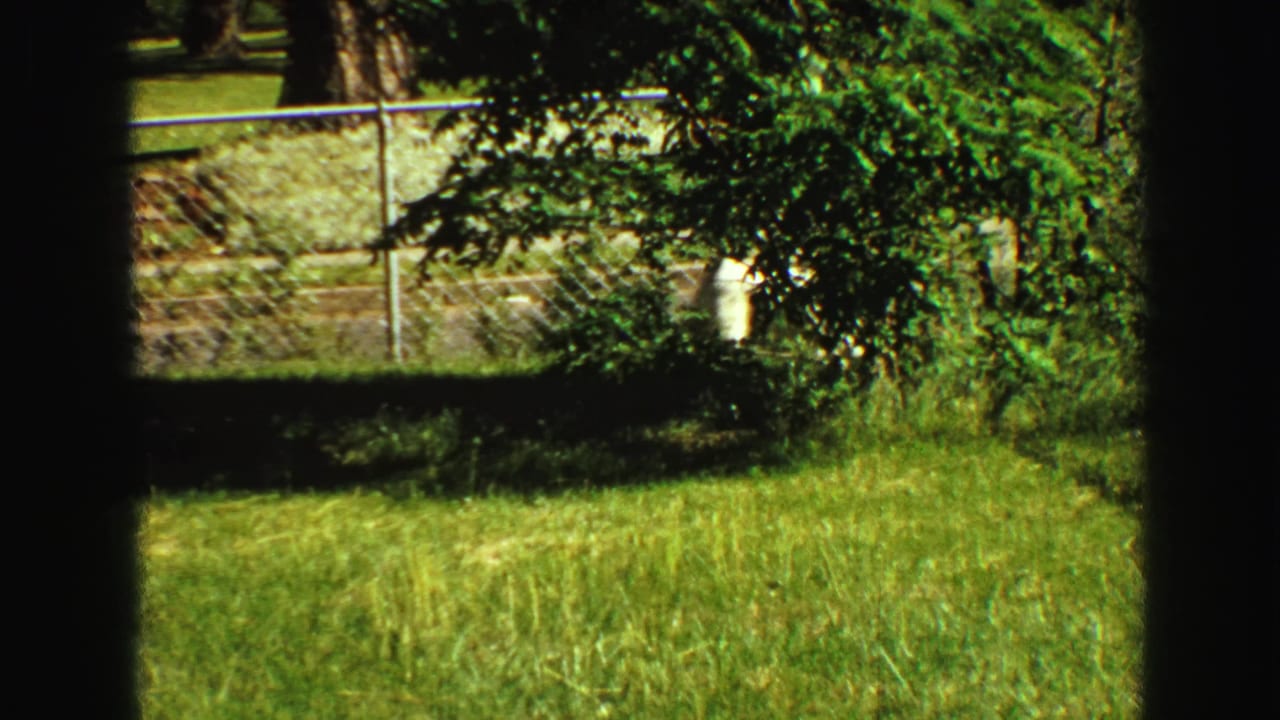 The dog is partly obscured by foliage near a chain-link fence in a sunny residential yard from the 1968 Vancouver home movie.