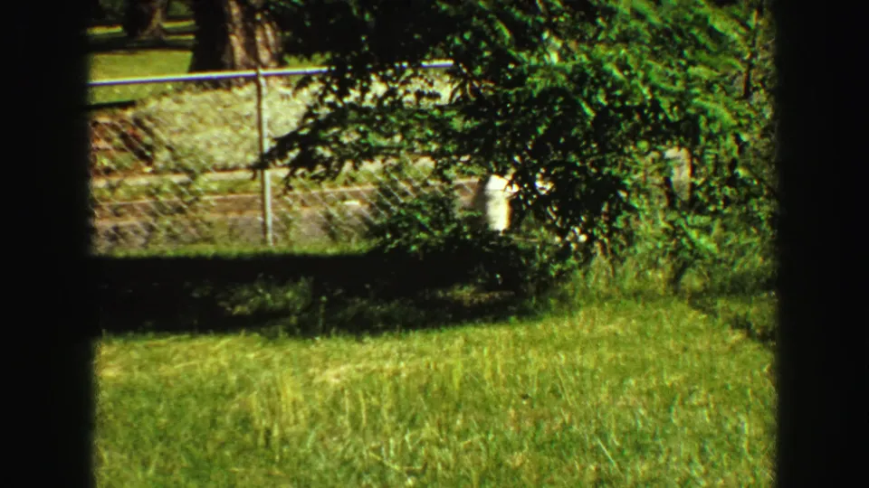 The dog is partly obscured by foliage near a chain-link fence in a sunny residential yard from the 1968 Vancouver home movie.