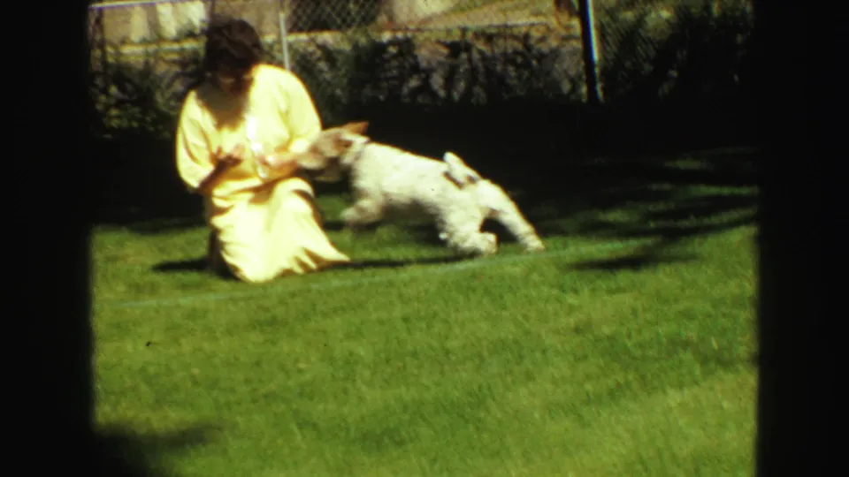 In Vancouver 1968 home-movie footage, a woman in a yellow dress sits on a lawn while a small white dog jumps near her hands.