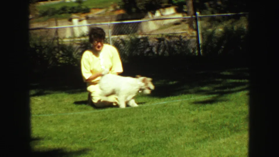 The woman remains seated on the Vancouver backyard lawn as the small white dog turns and moves away in bright sunlight.