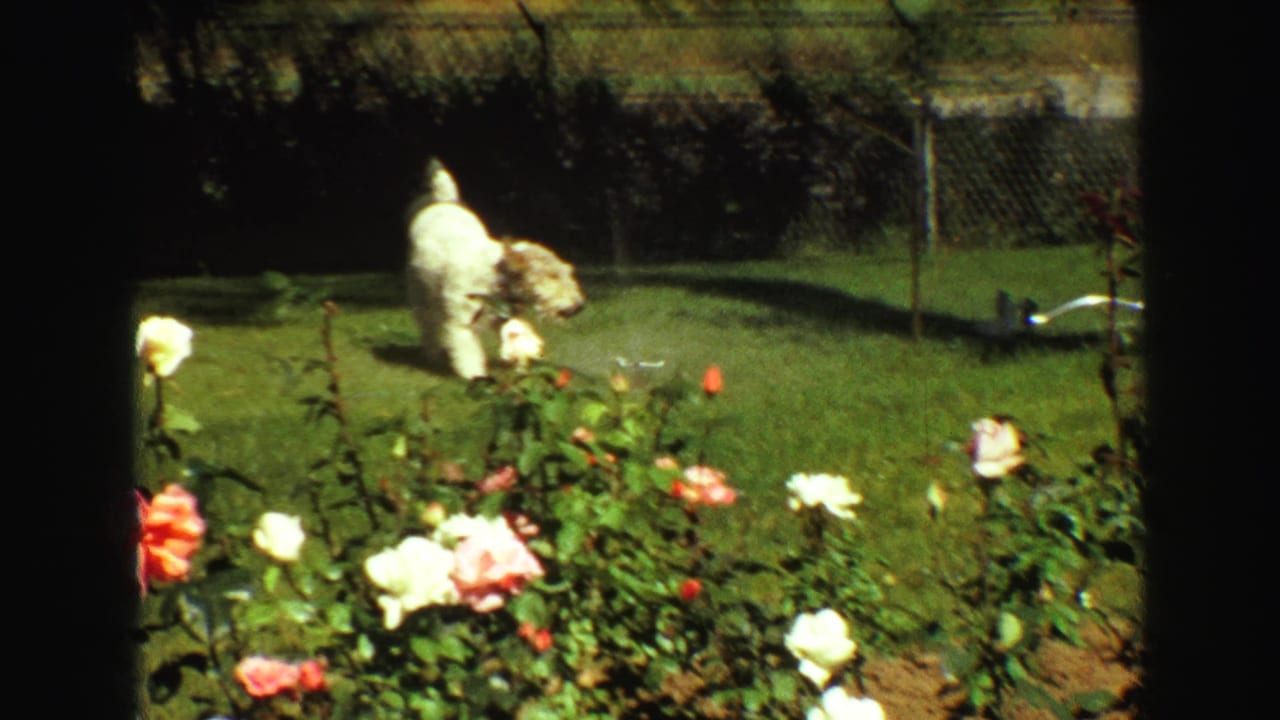 The small white dog stands alone on the Vancouver backyard lawn near rose bushes, with the fence and garden visible behind it.