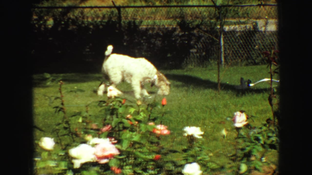 Small white dog sniffing grass in a sunny yard with roses and a chain-link fence.