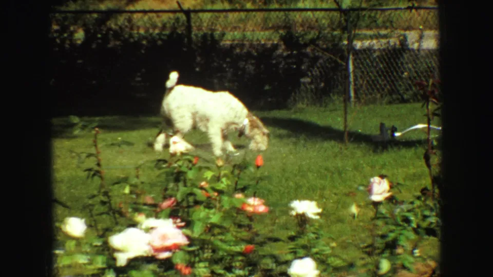 Small white dog explores a sunlit Vancouver yard in 1968 home-movie footage, with roses and a chain-link fence behind it.