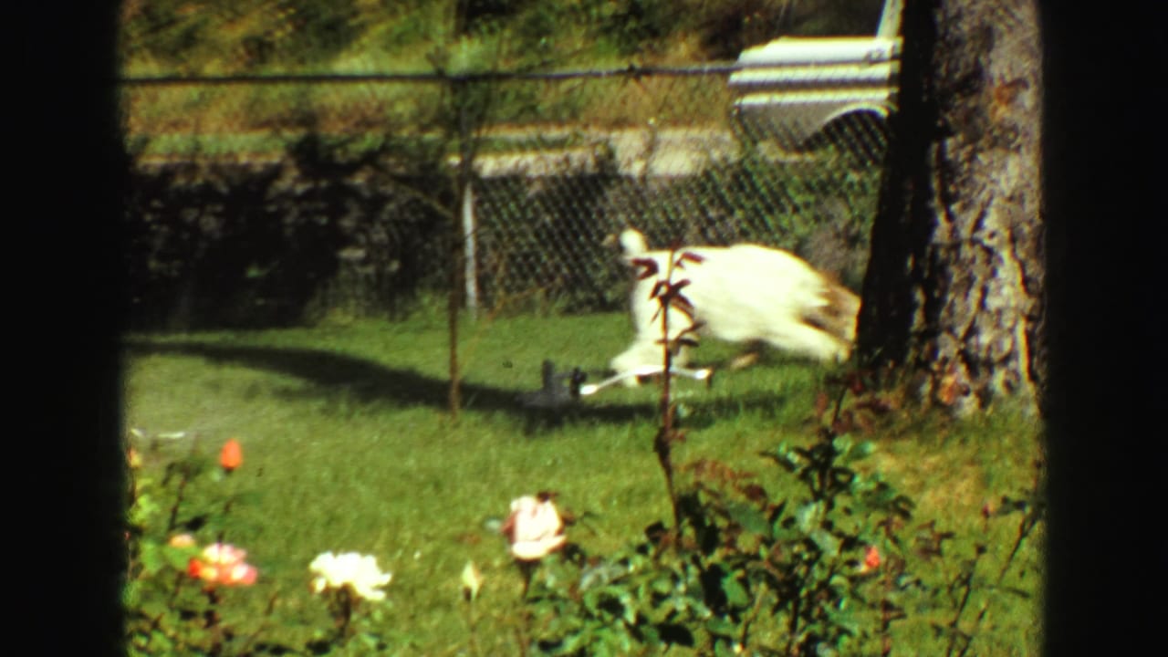 White dog moves quickly across a fenced Vancouver yard, with a tree trunk, sprinkler, lawn, and roses visible in the frame.