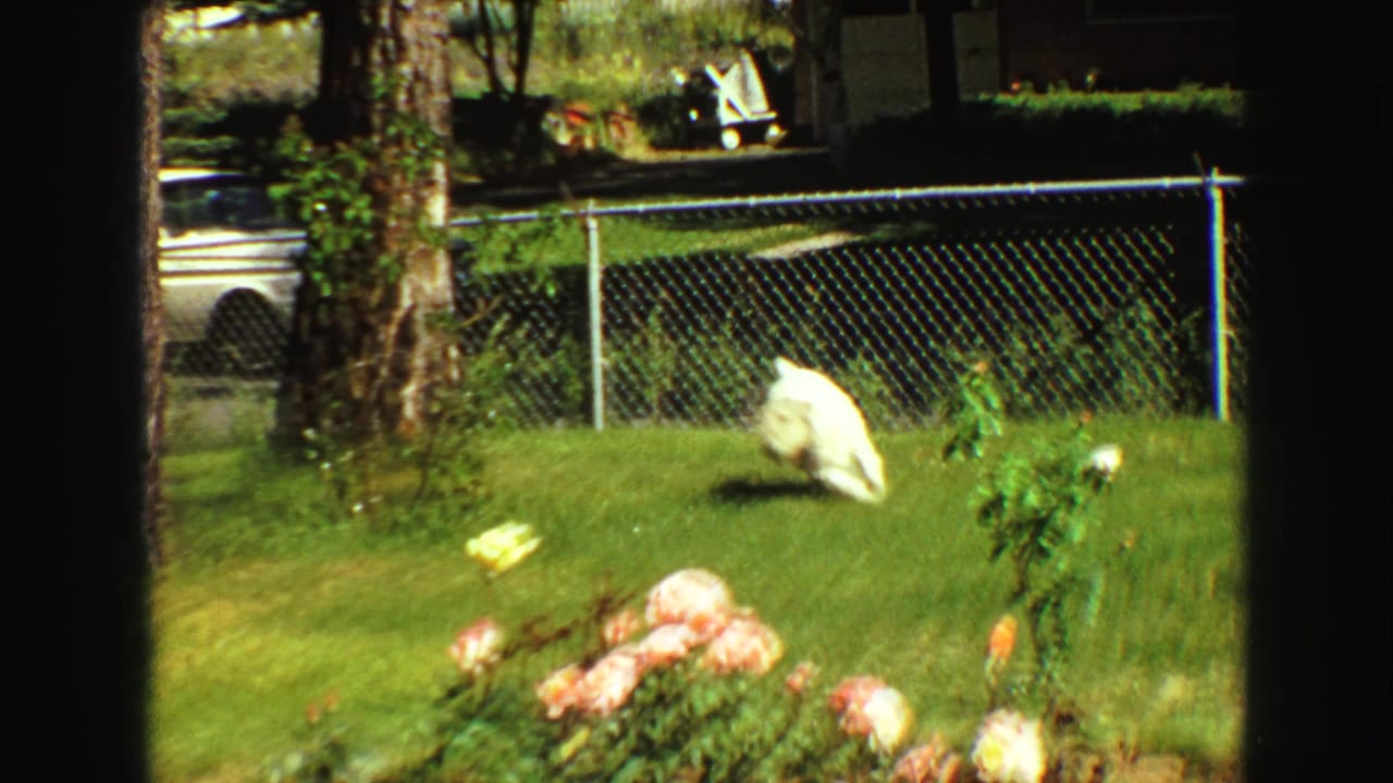 Small white dog crosses the lawn in 1968 Vancouver home-movie footage, with roses, fence, trees, and a white vehicle in the background.
