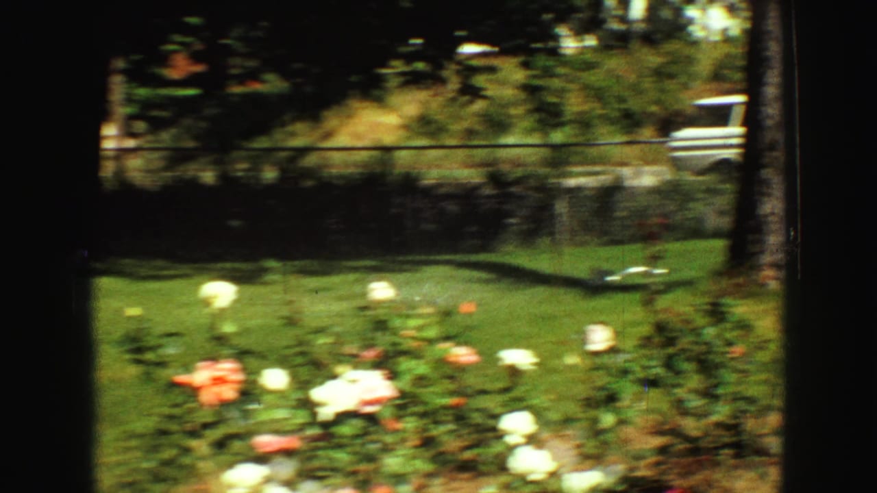 A soft, motion-blurred view of the Vancouver yard shows roses, grass, chain-link fence, sprinkler, and a partial white vehicle.