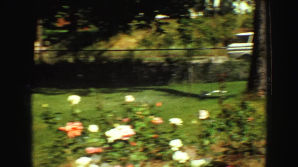 A soft, motion-blurred view of the Vancouver yard shows roses, grass, chain-link fence, sprinkler, and a partial white vehicle.