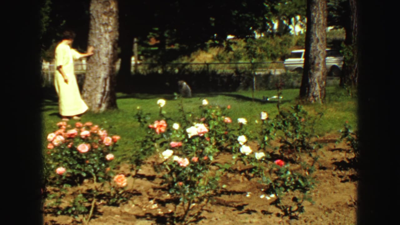 Woman stands near a tree behind rose bushes, with a light-colored vehicle in the background.