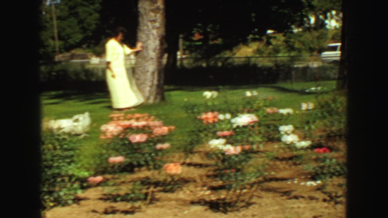 A small white dog crosses the lawn near rose beds as the woman stands beside the tree in the 1968 Vancouver backyard scene.