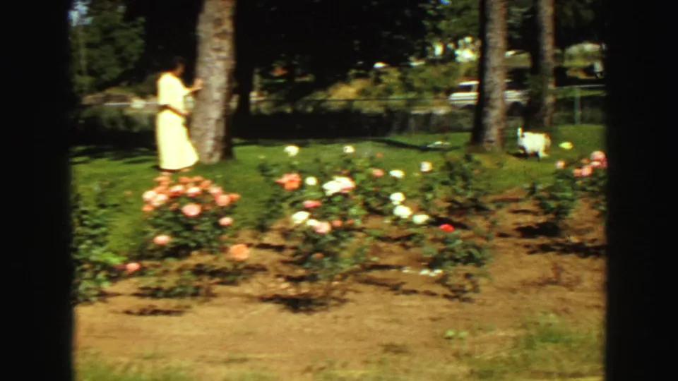 1968 Vancouver backyard view with a woman beside a tree, rose bushes in the foreground, and a white dog moving across the lawn.
