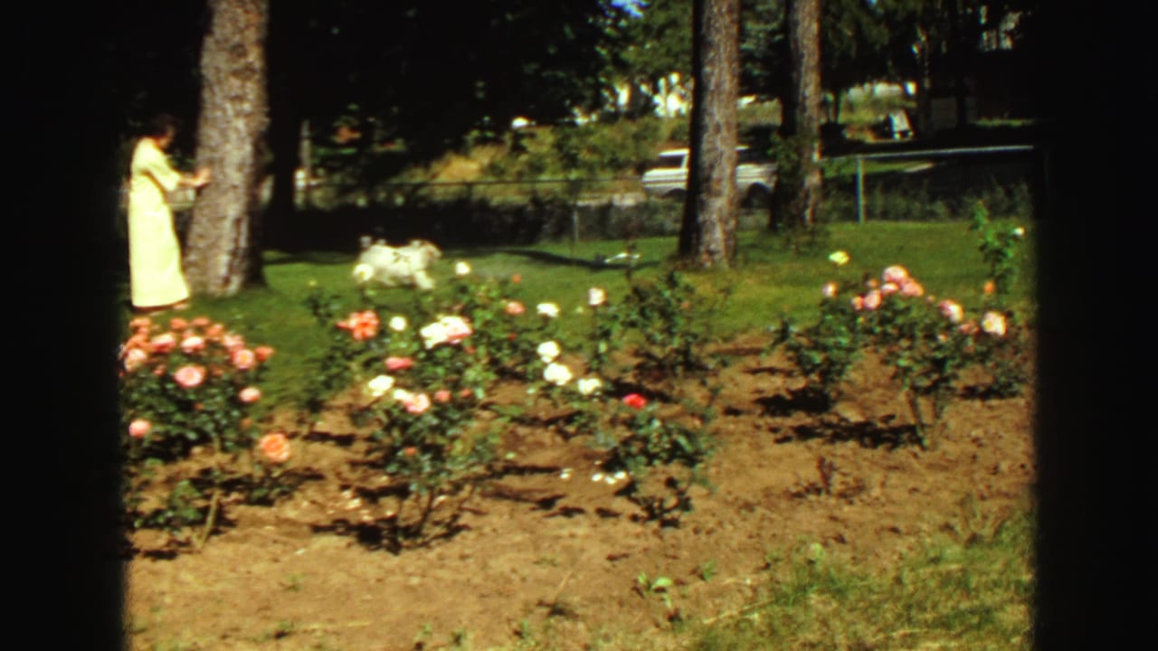 1968 Vancouver garden frame with a small white dog crossing the lawn, rose bushes in front, and a woman partly framed at left.