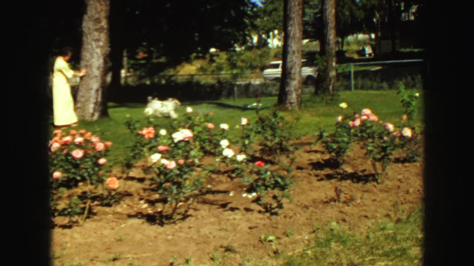 1968 Vancouver garden frame with a small white dog crossing the lawn, rose bushes in front, and a woman partly framed at left.