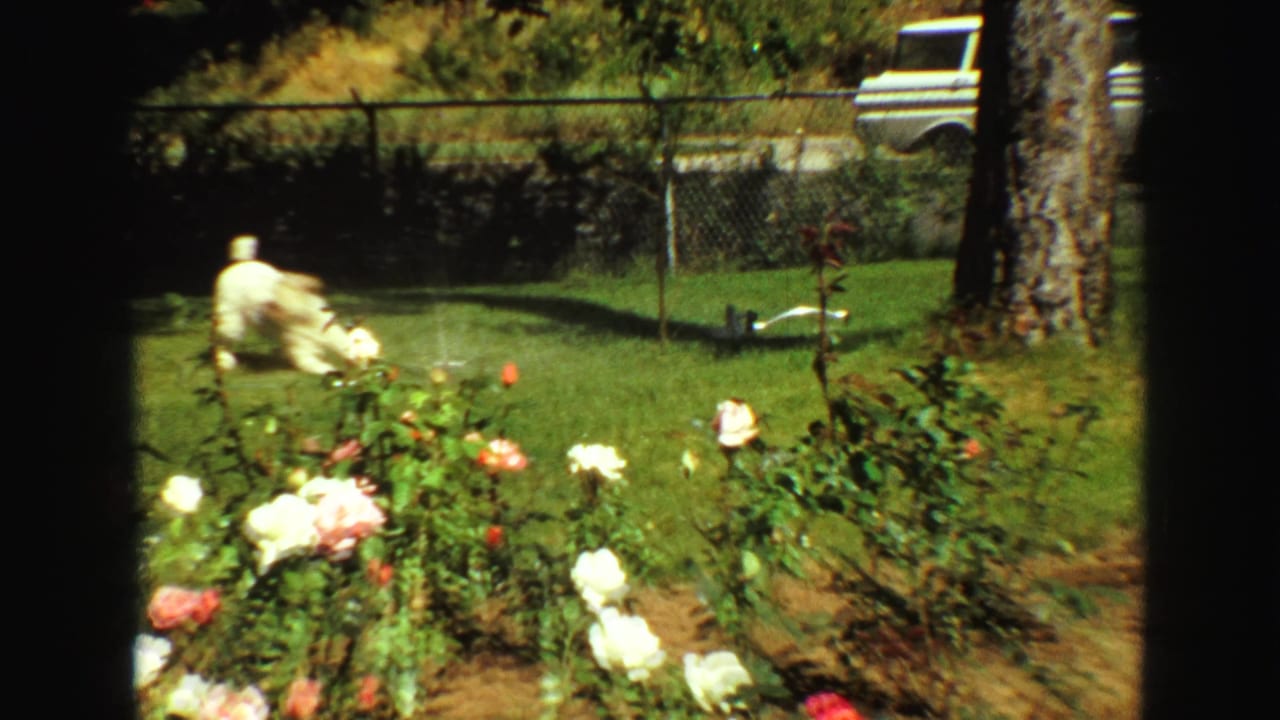 1968 Vancouver home-movie frame showing a small white dog near a lawn sprinkler, with rose bushes, fence, and trees around the yard.