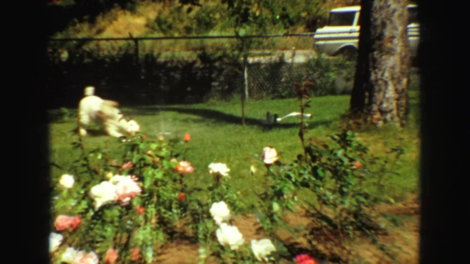 1968 Vancouver home-movie frame showing a small white dog near a lawn sprinkler, with rose bushes, fence, and trees around the yard.