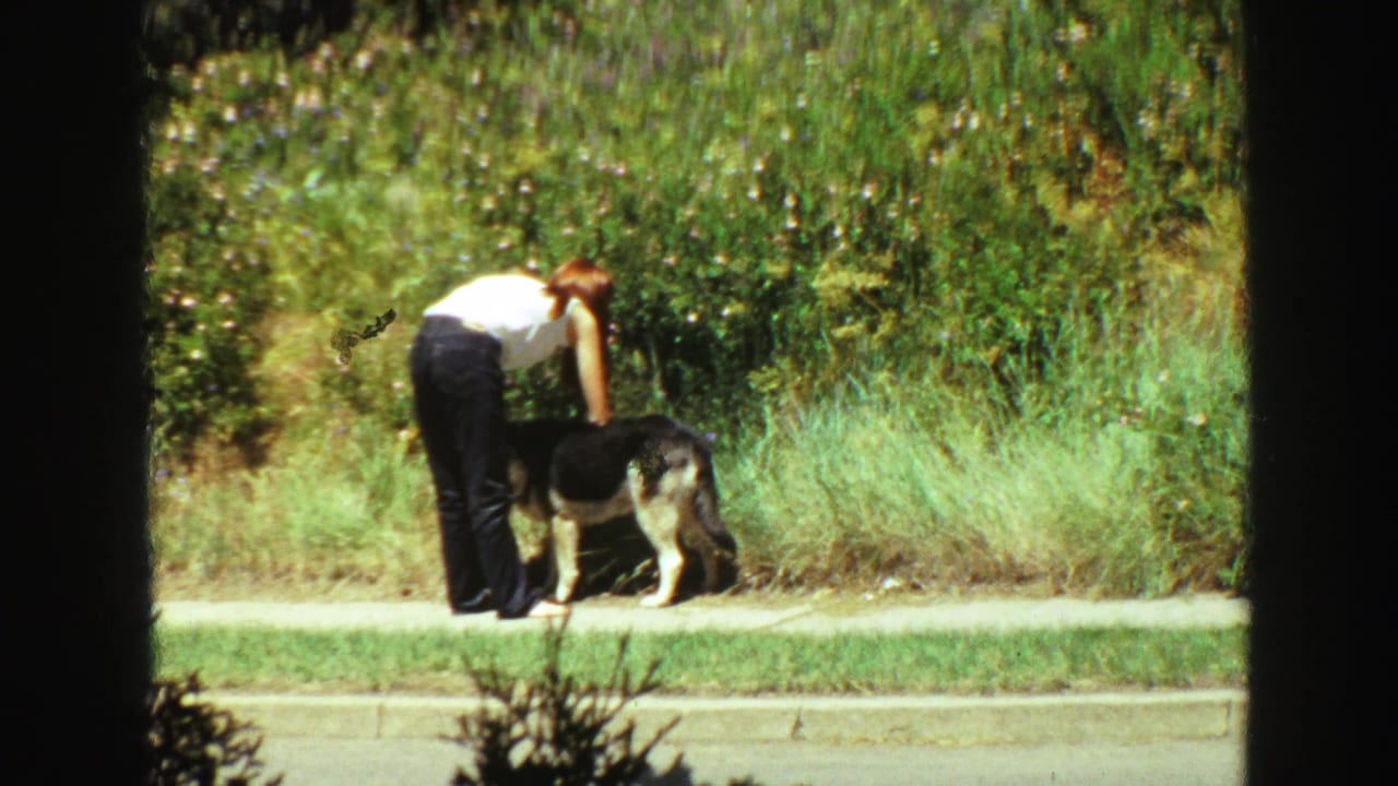 Woman bends beside a German Shepherd on a sidewalk near grass and foliage.