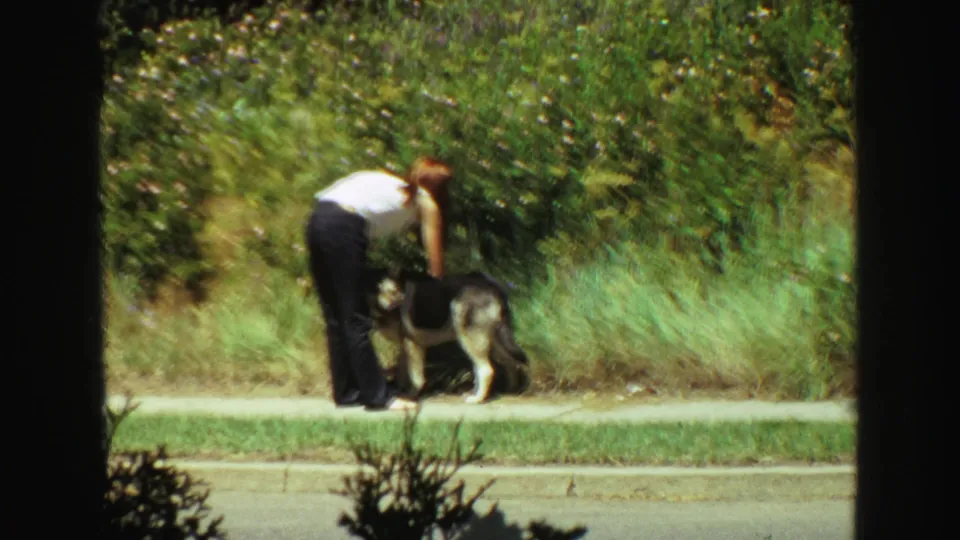 A woman in a white top and dark pants leans over a German Shepherd on a leafy Vancouver sidewalk in 1968 footage.