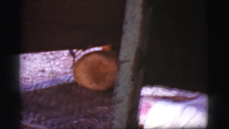 1968 Cottonwood, Arizona 8mm frame showing a cut log, vertical post, rough floor, and partial white bedding in a dark cabin interior.
