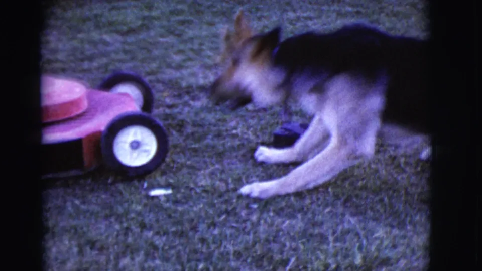 1968 Arizona 8mm frame showing a large dog crouched playfully beside a red lawnmower in a grassy yard.