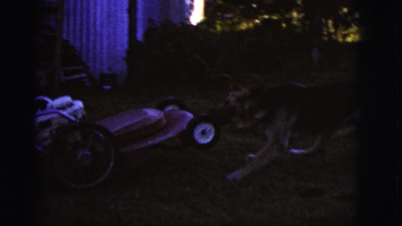 German Shepherd standing near a red lawnmower in a dark yard.