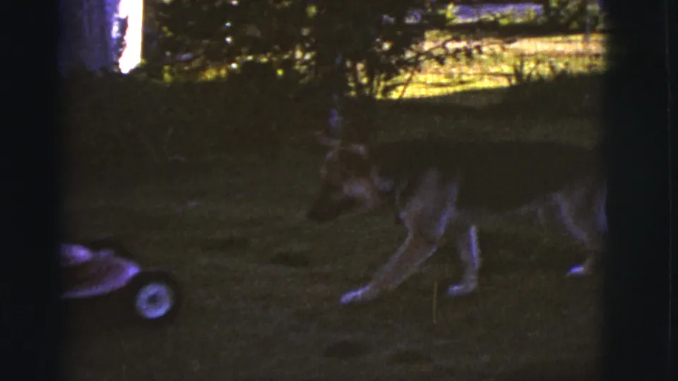 The German Shepherd walks across the grassy yard near the red mower, with shrubs and bright background light beyond.