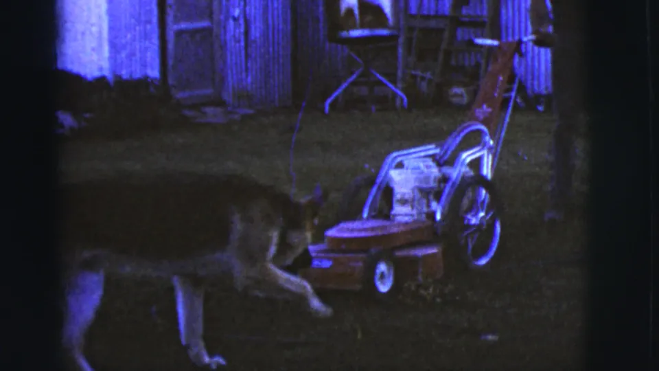 1968 Arizona home-movie frame with a German Shepherd lunging near a push lawnmower beside a wooden shed and outdoor chairs.
