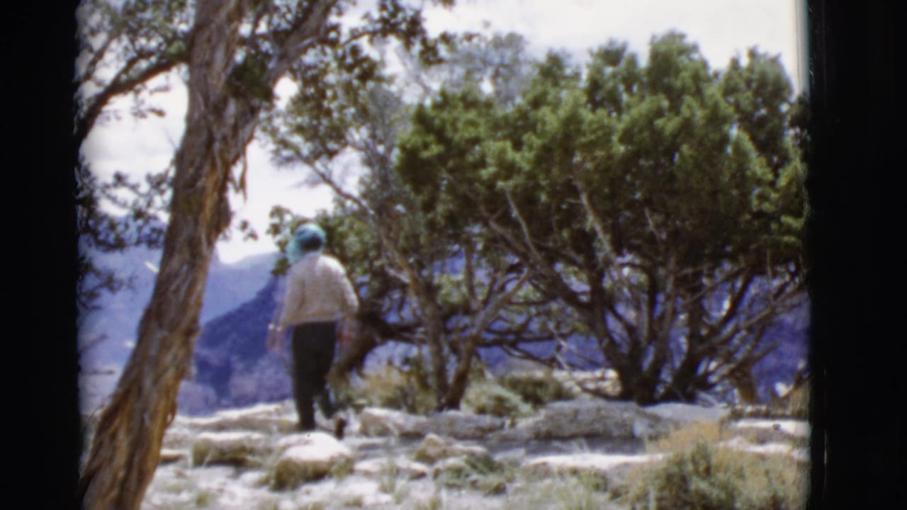 Walker seen from behind beside trees on rocky ground.