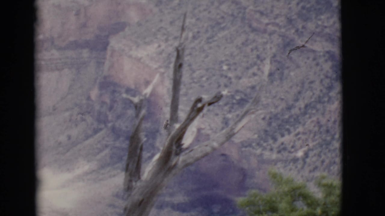 1968 Arizona canyon footage showing a weathered bare tree against steep, layered slopes and scattered scrub.