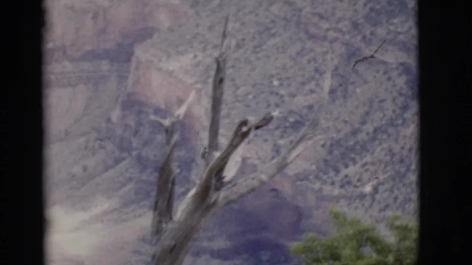 1968 Arizona canyon footage showing a weathered bare tree against steep, layered slopes and scattered scrub.