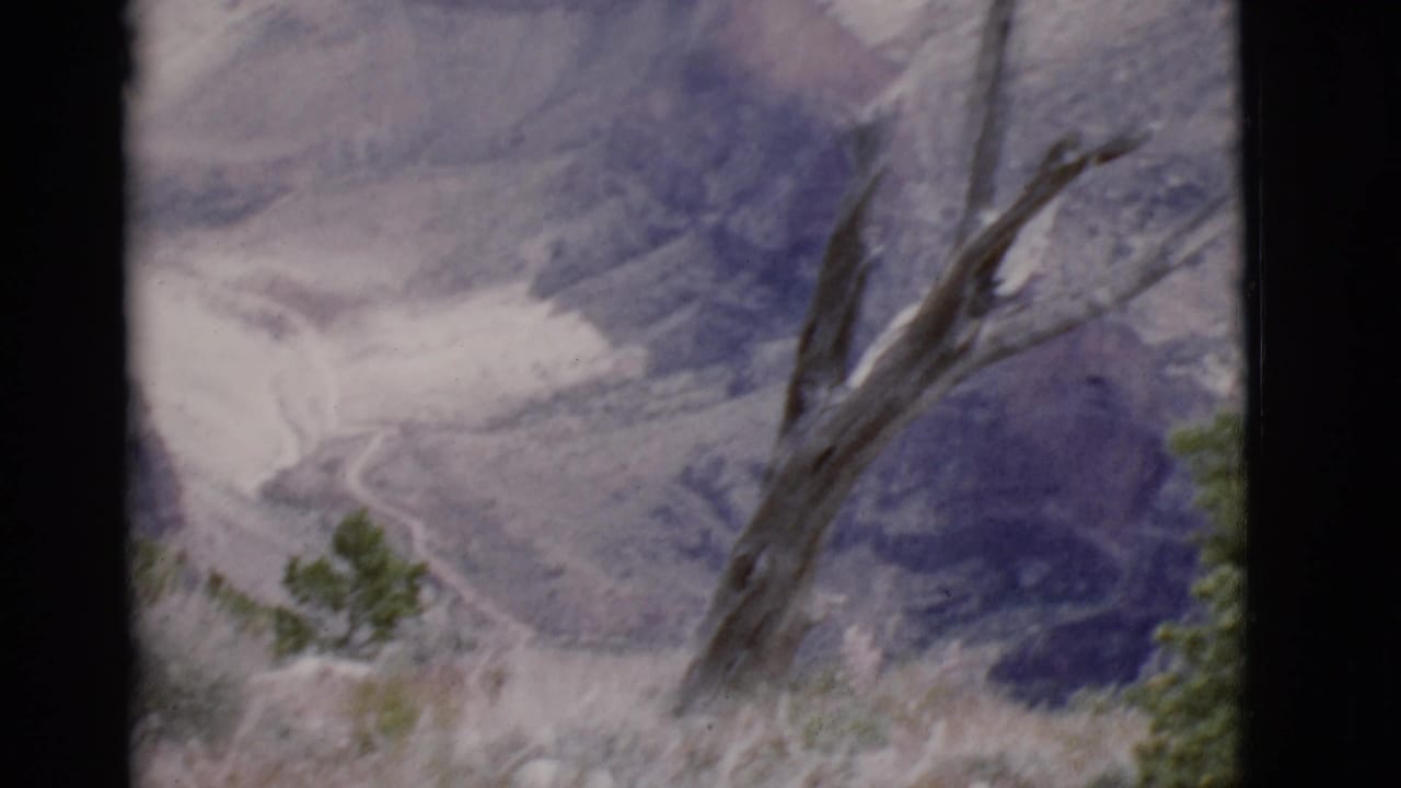 Rugged canyon view with a dead tree in the foreground and a winding path below.