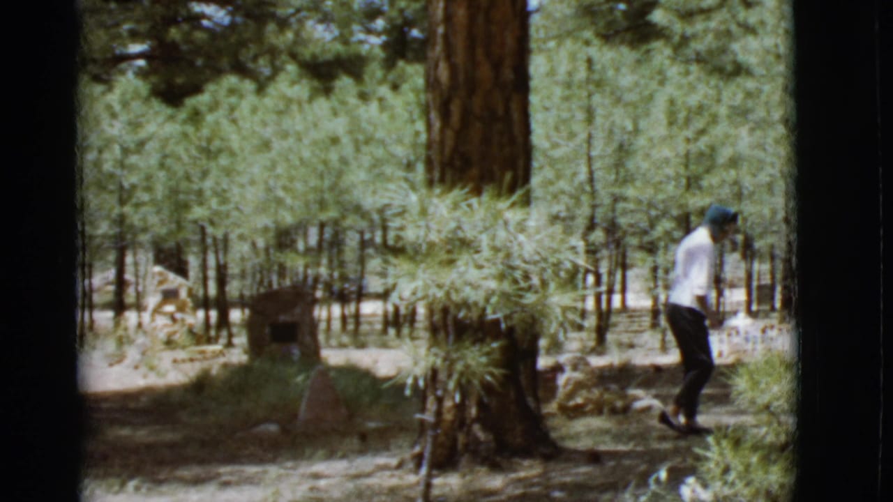 Person in a white shirt walks through a pine forest beside low brush and a dirt path.