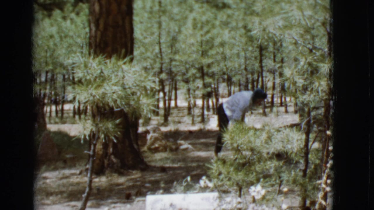Person bends near shrubs in a pine forest, partly framed by dark film edges.