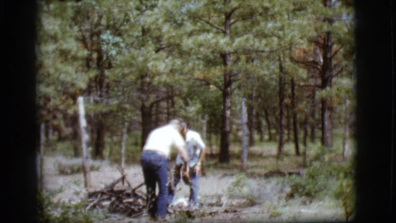 Two adults bend over branches in a pine wooded area.