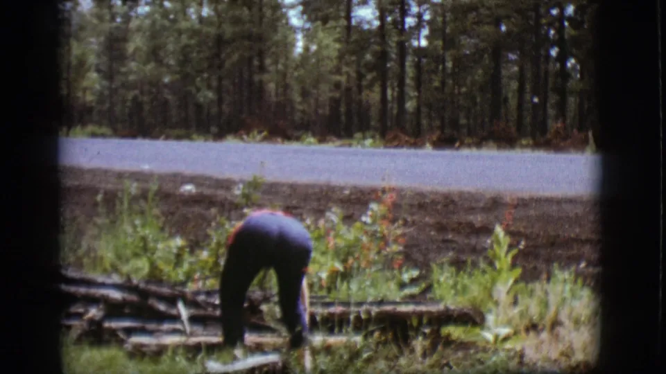 A person bends near sticks and low plants beside a paved road in the Flagstaff, Arizona pine woods scene.