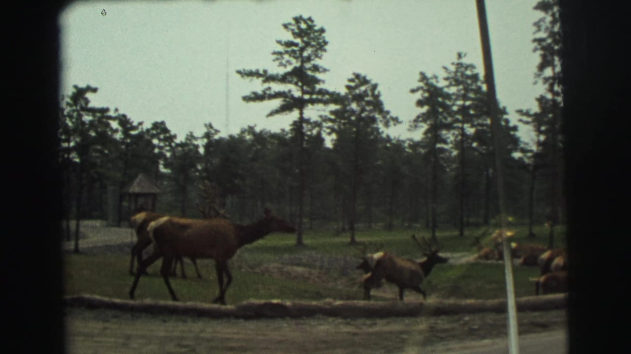 Elk walking beside a road in a wooded park clearing.