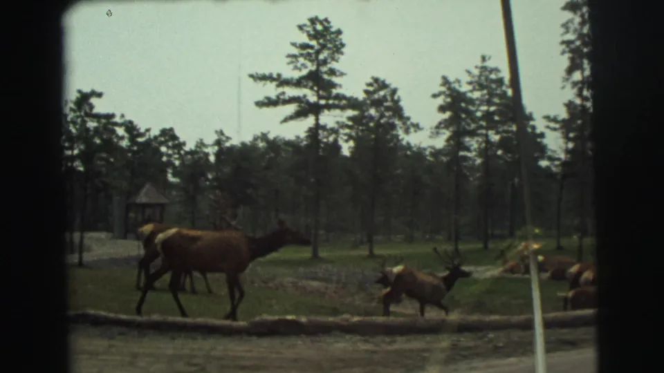 1971 8mm Yellowstone footage showing elk moving near a roadside with pine trees, grass, and a small wooden shelter in the background.