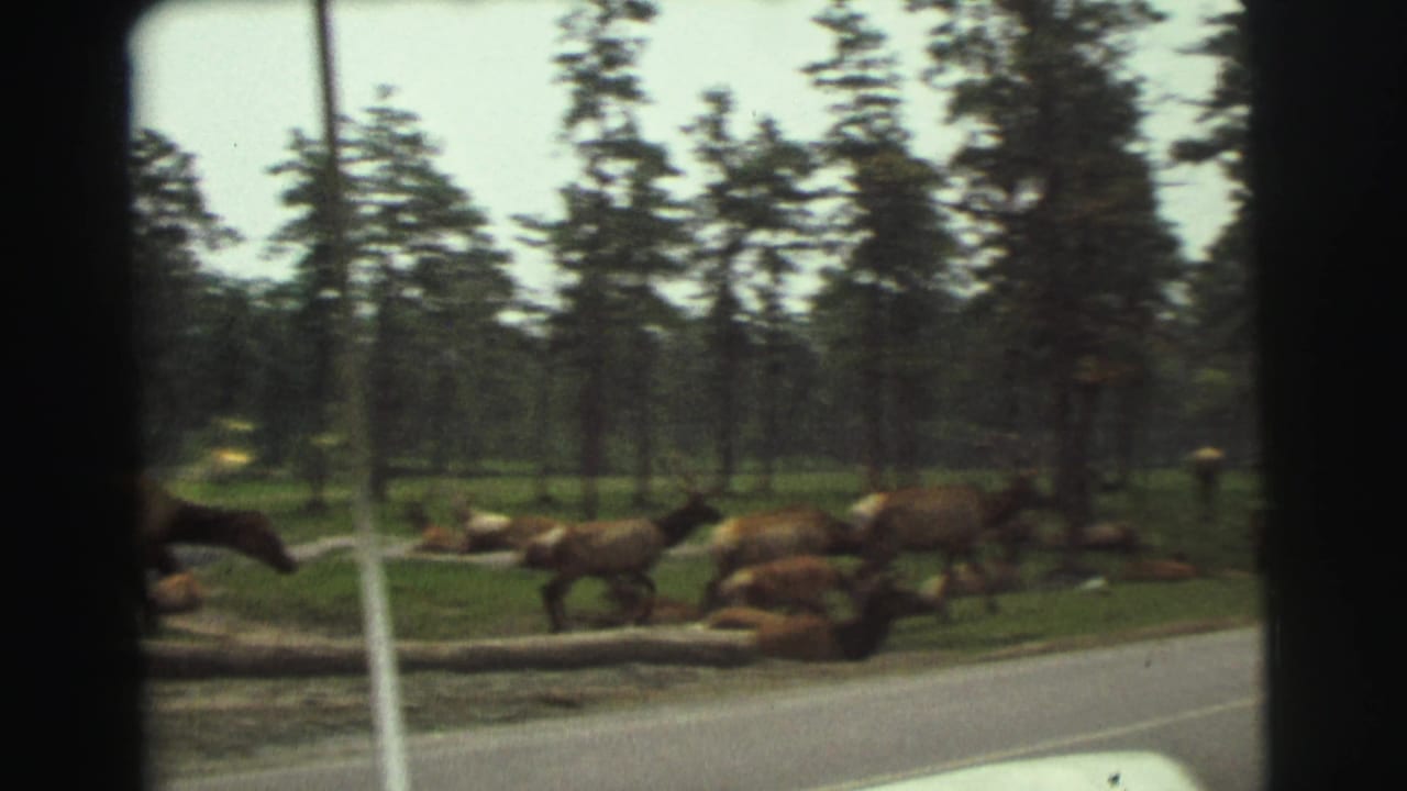 A herd of elk appears beside a Yellowstone road, with some animals standing and others resting in a grassy clearing.