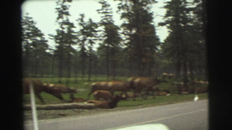Motion-blurred 8mm frame of elk near a paved Yellowstone road, with pine trees and grass beyond the roadside.