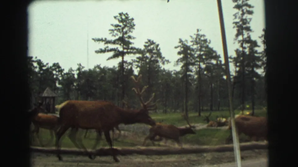 A bull elk with antlers walks near smaller elk beside a Yellowstone road, framed by trees, grass, and the edge of a car window.