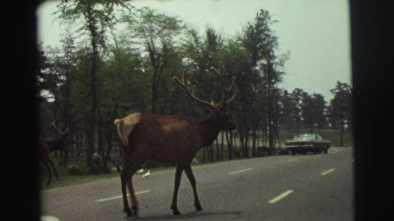 Large antlered elk crossing a paved road with pine trees and a car in the background.